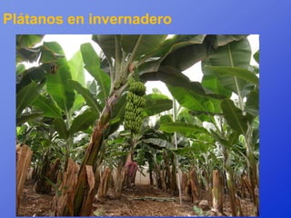 Plátanos en invernadero
 