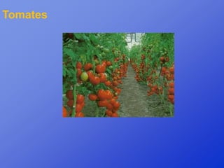 Tomates
 
