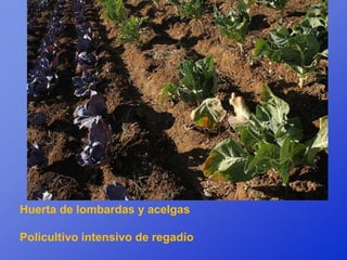 Huerta de lombardas y acelgas

Policultivo intensivo de regadío
 