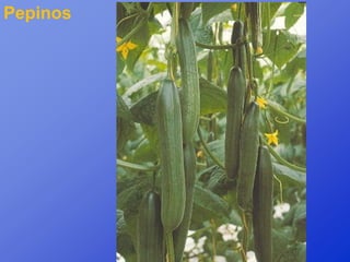 Pepinos
 