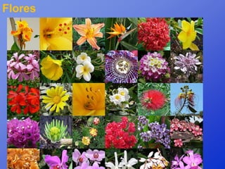 Flores
 