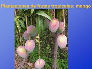 Plantaciones de frutas tropicales: mango
 