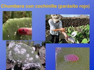 Chumbera con cochinilla (parásito rojo)
 