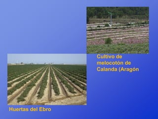 Cultivo de
                   melocotón de
                   Calanda (Aragón




Huertas del Ebro
 
