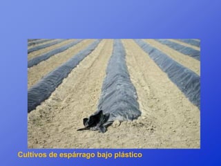 Cultivos de espárrago bajo plástico
 