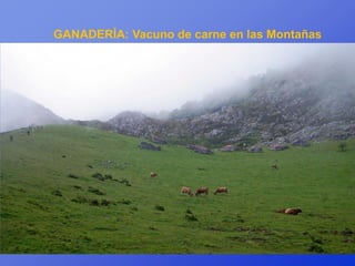GANADERÍA: Vacuno de carne en las Montañas




    Vacuno de carne
 
