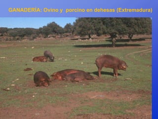 GANADERÍA: Ovino y porcino en dehesas (Extremadura)




            Porcino
 