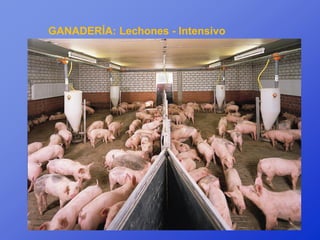 GANADERÍA: Lechones - Intensivo
 