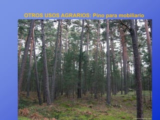 OTROS USOS AGRARIOS: Pino para mobiliario
 