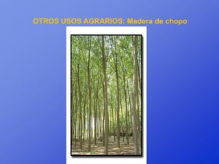 OTROS USOS AGRARIOS: Madera de chopo
 