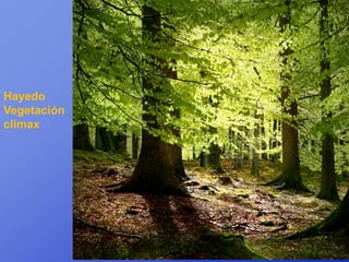 Hayedo
Vegetación
climax
 