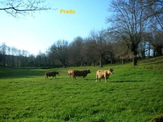 Prado
 