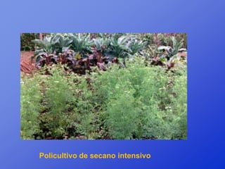 Policultivo de secano intensivo
 