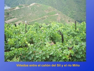 Viñedos entre el cañón del Sil y el río Miño
 