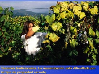Técnicas tradicionales- La mecanización está dificultada por
lel tipo de propiedad cerrada.
 