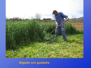 Segado con guadaña
 