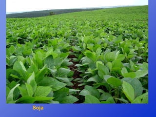 Soja
 