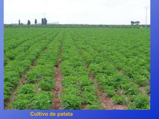 Cultivo de patata
 