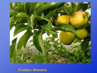 Frutales: Manzano
 