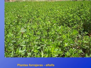Plantas forrajeras - alfalfa
 