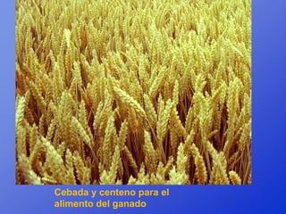 Cebada y centeno para el
alimento del ganado
 
