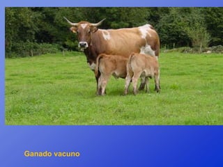 Ganado vacuno
 