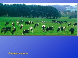 Ganado vacuno
 