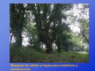 Bosques de robles y hayas para mobiliario y
construcción
 