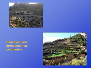 Bancales para
aprovechar las
pendientes
 