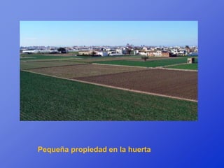 Pequeña propiedad en la huerta
 