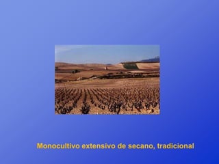 Monocultivo extensivo de secano, tradicional
 