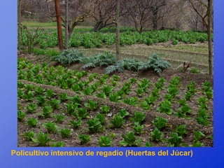 Policultivo intensivo de regadío (Huertas del Júcar)
 