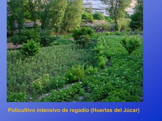 Policultivo intensivo de regadío (Huertas del Júcar)
 