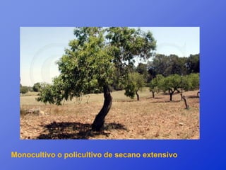 Monocultivo o policultivo de secano extensivo
 