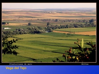 Vega del Tajo
 