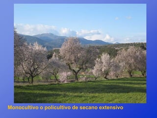 Monocultivo o policultivo de secano extensivo
 