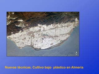 Nuevas técnicas. Cultivo bajo plástico en Almería
 