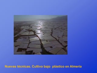 Nuevas técnicas. Cultivo bajo plástico en Almería
 