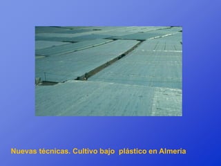 Nuevas técnicas. Cultivo bajo plástico en Almería
 