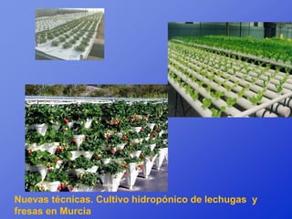 Nuevas técnicas. Cultivo hidropónico de lechugas y
fresas en Murcia
 