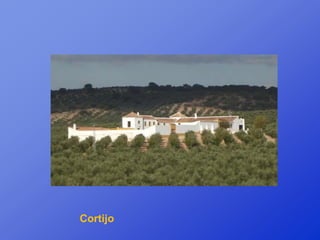 Cortijo
 