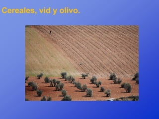 Cereales, vid y olivo.
 