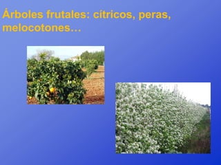 Árboles frutales: cítricos, peras,
melocotones…
 