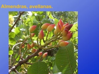 Almendras, avellanas.
 