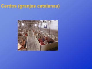 Cerdos (granjas catalanas)
 