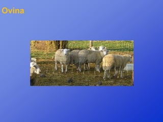 Ovina
 