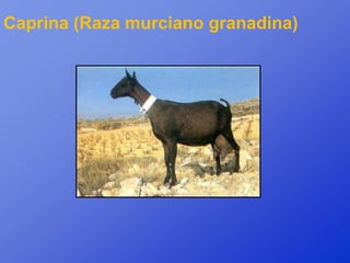 Caprina (Raza murciano granadina)
 