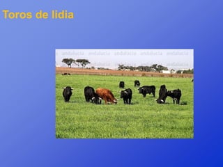 Toros de lidia
 