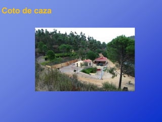 Coto de caza
 
