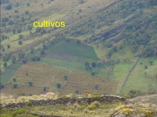 cultivos
 
